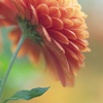 三十六策无限版破解版下载